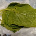 茶好き人's cooksnap of when they made えごま保存方法！！10日後でもイキイキ★.