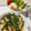 pxr's cooksnap of when they made 春菊と油揚の煮びたし.