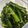 TSUK1's cooksnap of when they made あれ？おいしい！菜の花のおひたし.