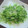 ゆきんこ☺'s cooksnap of when they made 簡単中華☆豆苗のニンニク炒め！.