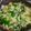 クック71PL4N☆'s cooksnap of when they made 簡単！激ウマ♪豚バラ白菜ガリバタチーズ鍋.