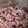 さくらと双子たち's cooksnap of when they made 炒り黒豆おこわ.