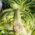 のんべぇヒロ's cooksnap of when they made キャベツは外葉で包んで保存がおすすめ.
