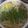 クック8QWYCE☆'s cooksnap of when they made 家庭の味★ 博多もつ鍋.
