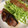 クック49L4Ho☆'s cooksnap of when they made ワラサ(ぶり)の柚子胡椒焼き.