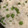Blue's cooksnap of when they made ぷっくり♪豆ご飯 (グリンピースご飯).