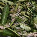 ﾌﾞﾚﾝﾀﾞ's cooksnap of when they made 空芯菜ともやしのオイスターソース炒め.