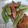 クック6DDPP8☆'s cooksnap of when they made スナップエンドウとベーコンのガリバタ炒め.