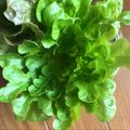 こつゆ514's cooksnap of when they made リボベジ 根付きレタスを育てて収穫しよう.