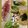 ☆あさ's cooksnap of when they made 野菜たっぷり★ぶりしゃぶ.