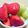 ﾋﾟﾛﾐ♡'s cooksnap of when they made ずぼらな、苺の洗い方.