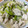 リオ177's cooksnap of when they made 簡単ヘルシー！鶏胸肉と長ネギの旨塩炒め.