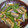 クック6DDPP8☆'s cooksnap of when they made ささげとこんにゃくの炒め煮.