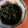 SuperLights's cooksnap of when they made 真っ黒け！ほうれん草の黒胡麻和え.