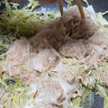 みかりんさん。's cooksnap of when they made ホットプレートで！包まない簡単シュウマイ.