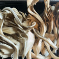 まこさんど's cooksnap of when they made 舞茸の扱い方♪　私の方法❀.