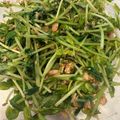 にいさんママ's cooksnap of when they made シャキ！ぷちっ！豆苗とツナの胡麻サラダ.