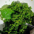 maytan555's cooksnap of when they made シソの実の塩漬け　さっと茹でる作り方.