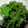 maytan555's cooksnap of when they made シソの実の塩漬け　さっと茹でる作り方.