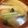 ヒヨコマメ☆'s cooksnap of when they made ターサイの味噌汁.