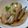 ばたみそーぱん☆'s cooksnap of when they made 父直伝　基本の鯛のあら煮.