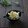 まろんかふぇ's cooksnap of when they made ご飯が進む＊キャベツとしらすの炒めもの＊.