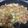 とりかな53910's cooksnap of when they made 白菜麻婆豆腐.