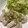 クック2H9MD0☆'s cooksnap of when they made 蒸しささみの香味塩だれ.