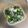 拓斗ここな's cooksnap of when they made きゅうりの浅漬け~お酢で日持ちアップ~.
