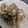 庵chai's cooksnap of when they made 酒呑みのあさりの酒蒸し.