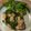 みーちゃん提督's cooksnap of when they made 鶏もも肉のワイン蒸し焼き.