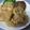 良庵★Ryoan's cooksnap of when they made ＊やわらか〜＊鶏胸肉の胡麻マヨ和え＊.