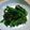 クック9AQ0X5☆'s cooksnap of when they made 5分でできる★菜の花のおひたし.