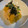 クック4CX9NN☆'s cooksnap of when they made 居酒屋気分♡だし巻き卵のたらこマヨソース.