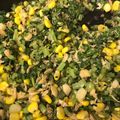 このはなひめ's cooksnap of when they made 簡単！大根の葉で炒め物.