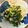 caco♪♪'s cooksnap of when they made ★　ニラとツナのレモン風味　★.