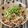あーこ姐's cooksnap of when they made 〖納豆に☆しらすと胡麻♪〗.