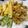 ♬のんのこ日和♬'s cooksnap of when they made かんたんおいしいモロッコいんげんの天ぷら.