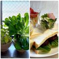 かっちゃん杉's cooksnap of when they made リボベジ 根付きレタスを育てて収穫しよう.