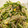 mana✩⡱'s cooksnap of when they made ぱぱっと作れる豆苗ともやしのサラダ.