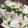 ☆motsu☆'s cooksnap of when they made 簡単あともう一品☆かぶとハムのサラダ.