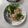 そらてんママ's cooksnap of when they made レンジでツナとピーマンの白だしわさび漬け.