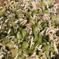 まぃち＠'s cooksnap of when they made かぶの葉とシラスのふりかけ.