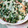 かわゆう1211's cooksnap of when they made ほうれん草と長芋のグラタン.