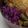 新妻あや's cooksnap of when they made Oh！Purple♪紫キャベツマリネ.