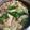 トコタン's cooksnap of when they made 山形の芋煮汁・・忘れられない祖母の味.