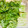 ボブナナ's cooksnap of when they made 水菜が長持ち＊我が家の保存方法.
