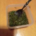オデッタ's cooksnap of when they made 紫蘇の実のオイル漬け（試作）.