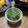 ★ゴンぎつね★'s cooksnap of when they made ☆味噌入りモロッコいんげんの胡麻和え☆.