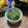 ★ゴンぎつね★'s cooksnap of when they made ☆味噌入りモロッコいんげんの胡麻和え☆.